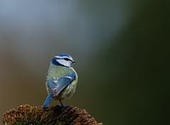 David Plant Photography - Wildlife Photographer - Blue tit - I