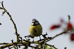 David Plant Photography - Wildlife Photographer - Blue tit - J