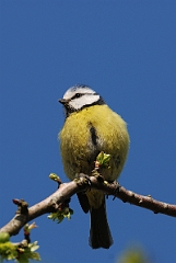 David Plant Photography - Wildlife Photographer - Blue tit - L