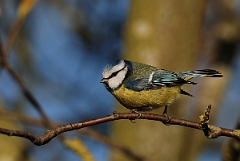 David Plant Photography - Wildlife Photographer - Blue tit - M