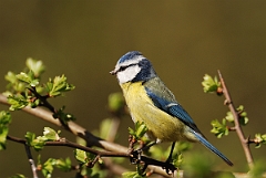 David Plant Photography - Wildlife Photographer - Blue tit in hawthorn - K
