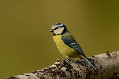 David Plant Photography - Wildlife Photography - Blue tit - N