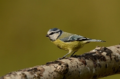 David Plant Photography - Wildlife Photography - Blue tit - O
