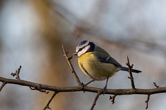 David Plant Photography - Wildlife Photography - Blue tit - P