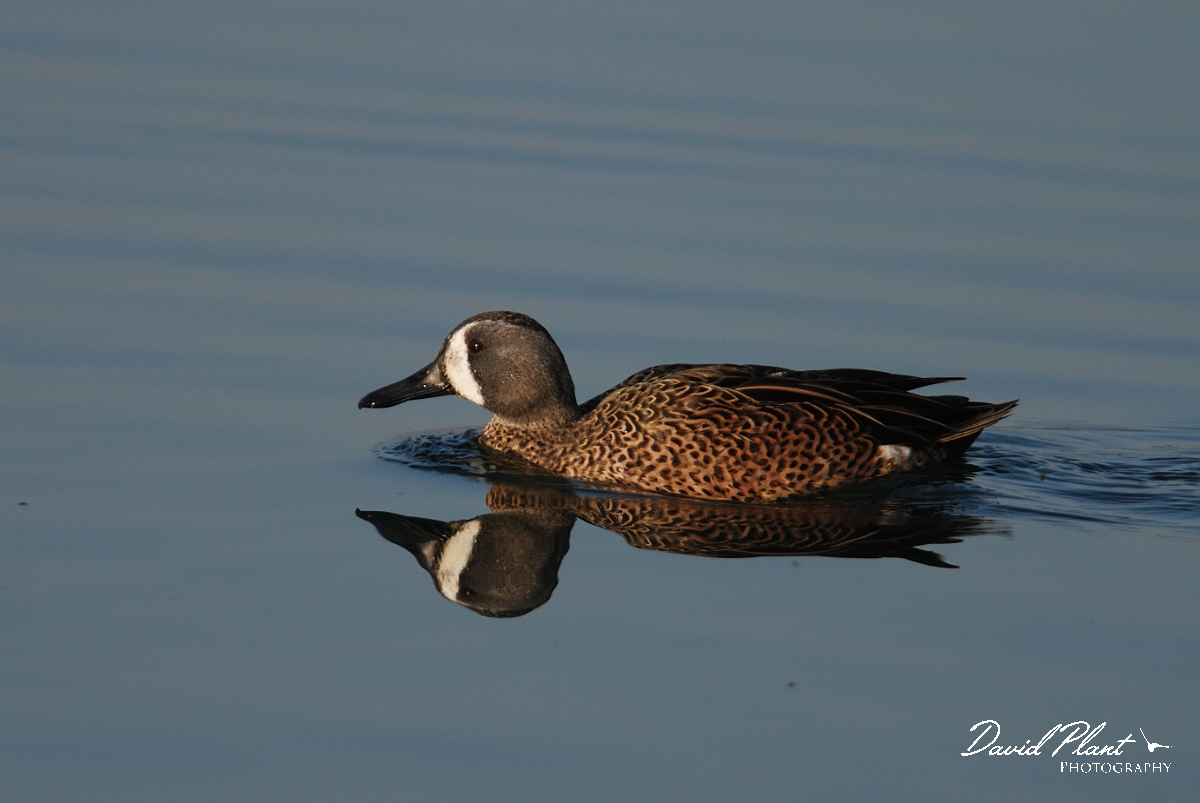 David Plant Photography - Wildlife Photography - Blue-winged teal - A.jpg - Blue-winged teal - Carmarthenshire