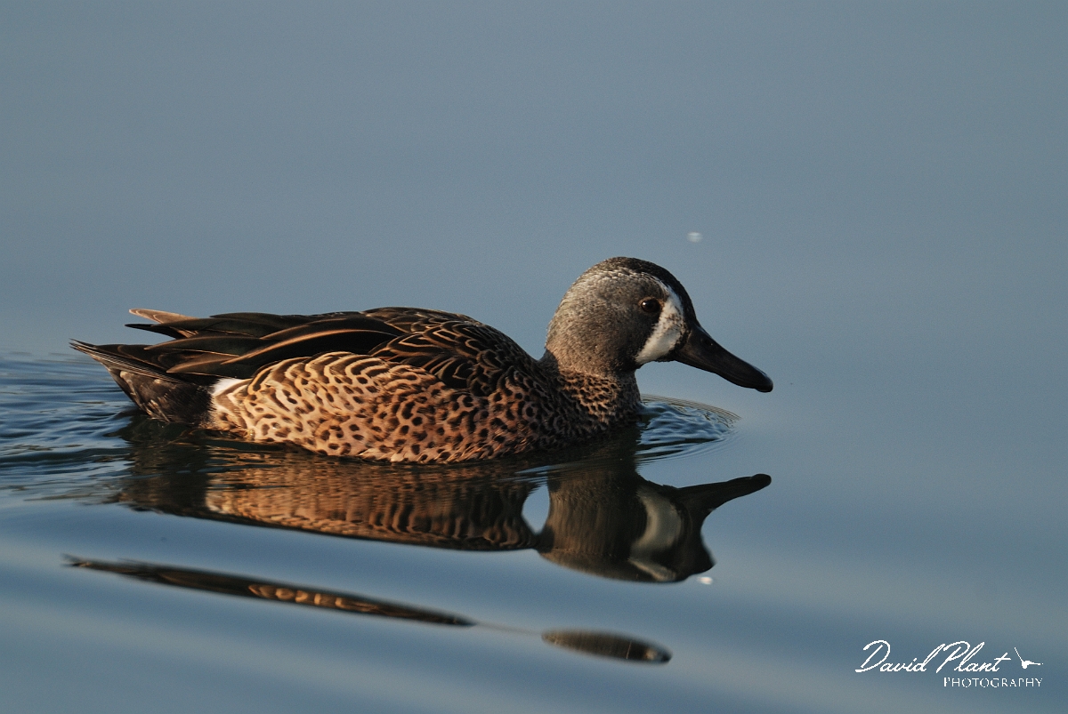 David Plant Photography - Wildlife Photography - Blue-winged teal - B.jpg - Blue-winged teal - Carmarthenshire