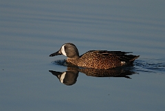 David Plant Photography - Wildlife Photography - Blue-winged teal - A