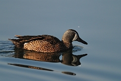 David Plant Photography - Wildlife Photography - Blue-winged teal - B