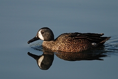 David Plant Photography - Wildlife Photography - Blue-winged teal - C