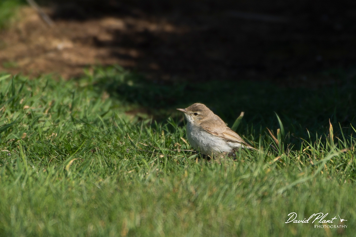 David Plant Photography - Wildlife Photography - Booted warbler - A.jpg - Booted warbler - Conwy