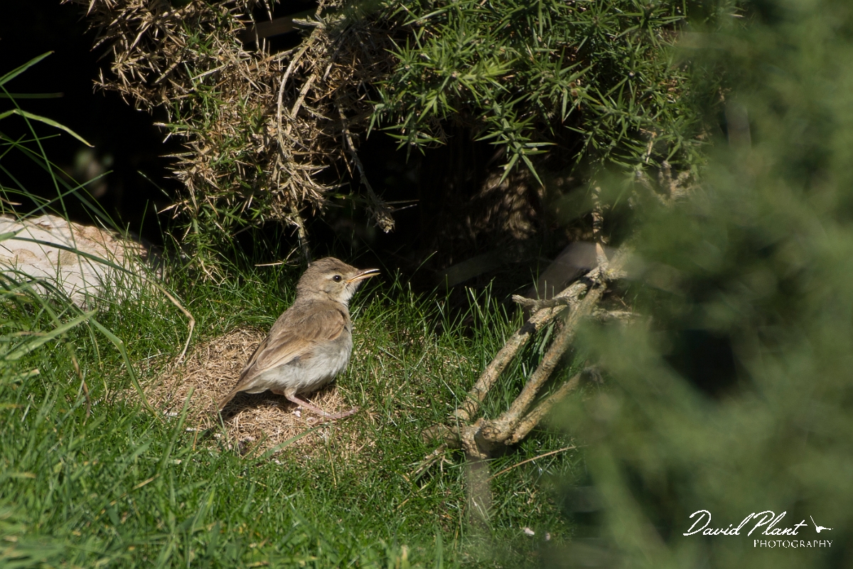 David Plant Photography - Wildlife Photography - Booted warbler - F.jpg - Booted warbler - Conwy