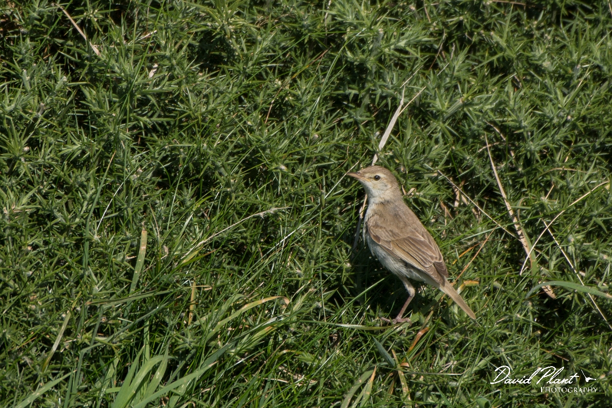 David Plant Photography - Wildlife Photography - Booted warbler - G.jpg - Booted warbler - Conwy