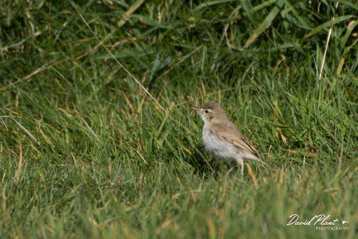 David Plant Photography - Wildlife Photography - Booted warbler - H.jpg - Booted warbler - Conwy
