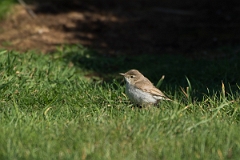 David Plant Photography - Wildlife Photography - Booted warbler - A
