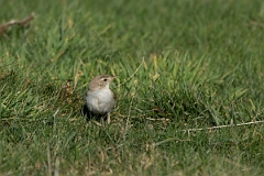 David Plant Photography - Wildlife Photography - Booted warbler - B
