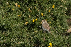 David Plant Photography - Wildlife Photography - Booted warbler - C