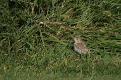 David Plant Photography - Wildlife Photography - Booted warbler - D