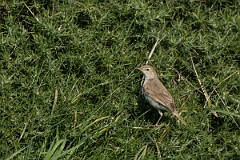 David Plant Photography - Wildlife Photography - Booted warbler - G