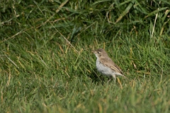 David Plant Photography - Wildlife Photography - Booted warbler - H