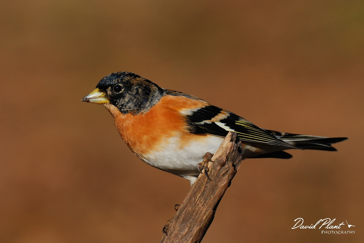 David Plant Photography - Wildlife Photographer - Brambling male - A.jpg - Brambling, male - Forest of Dean