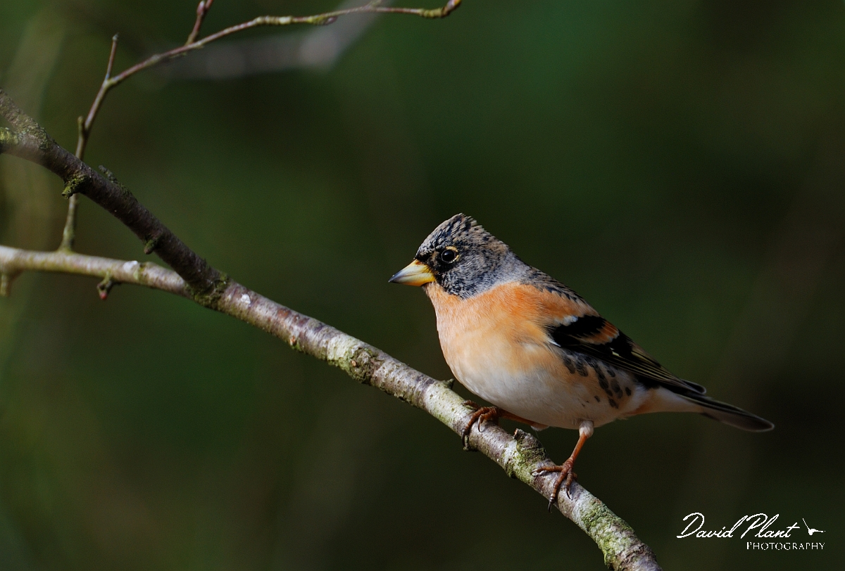 David Plant Photography - Wildlife Photographer - Brambling male - B.jpg - Brambling, male - Forest of Dean
