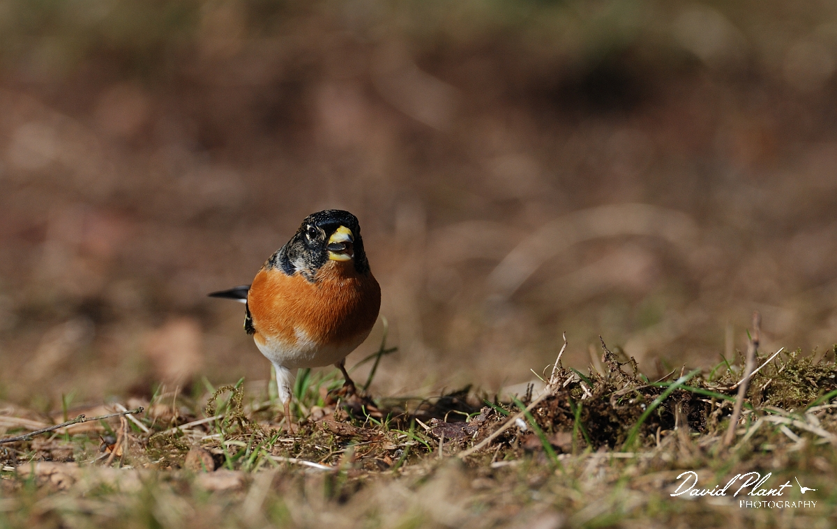 David Plant Photography - Wildlife Photographer - Brambling male - D.jpg - Brambling, male - Forest of Dean