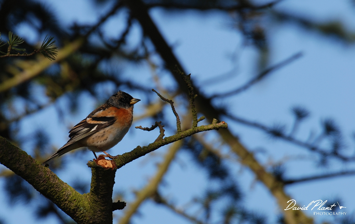 David Plant Photography - Wildlife Photographer - Brambling male - E.JPG - Brambling - Cotswolds