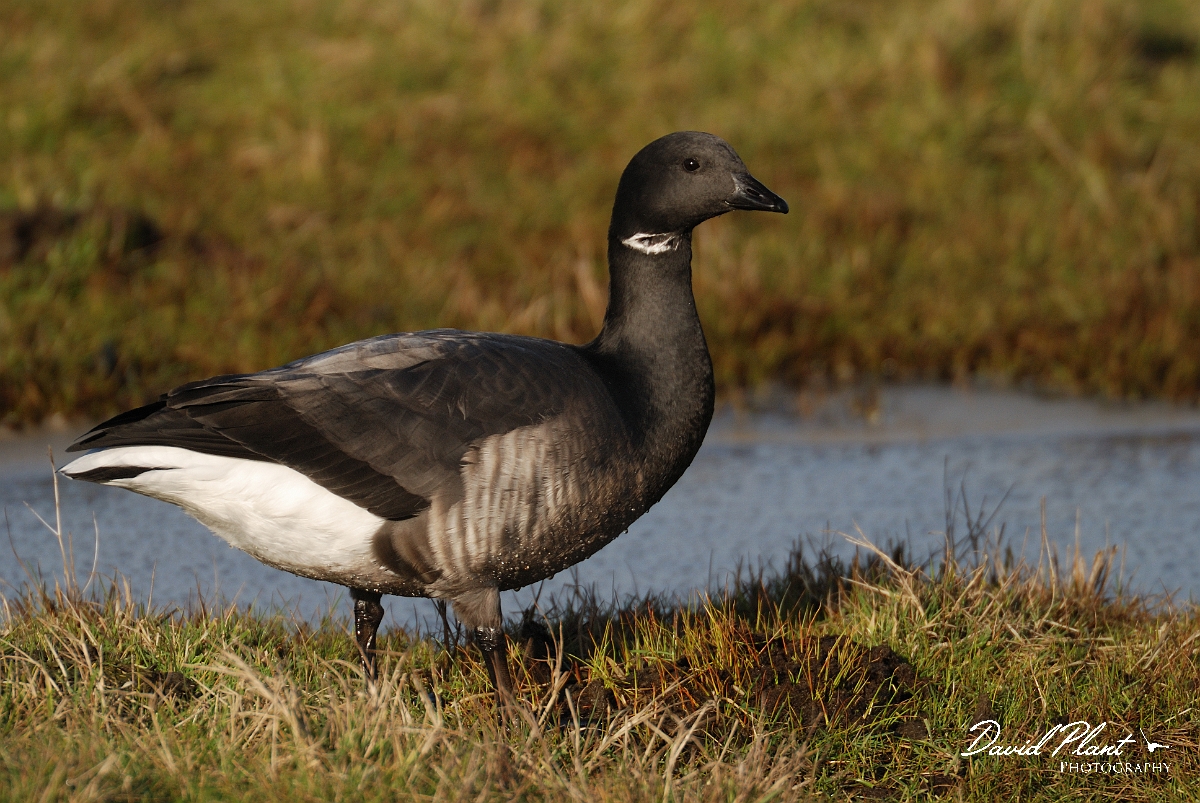 David Plant Photography - Wildlife Photography - Brent goose - A.jpg - Brent goose - Hampshire