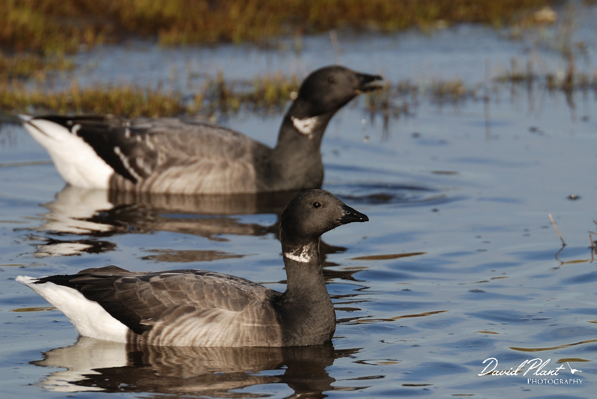 David Plant Photography - Wildlife Photography - Brent goose - B.jpg - Brent goose duo - Hampshire