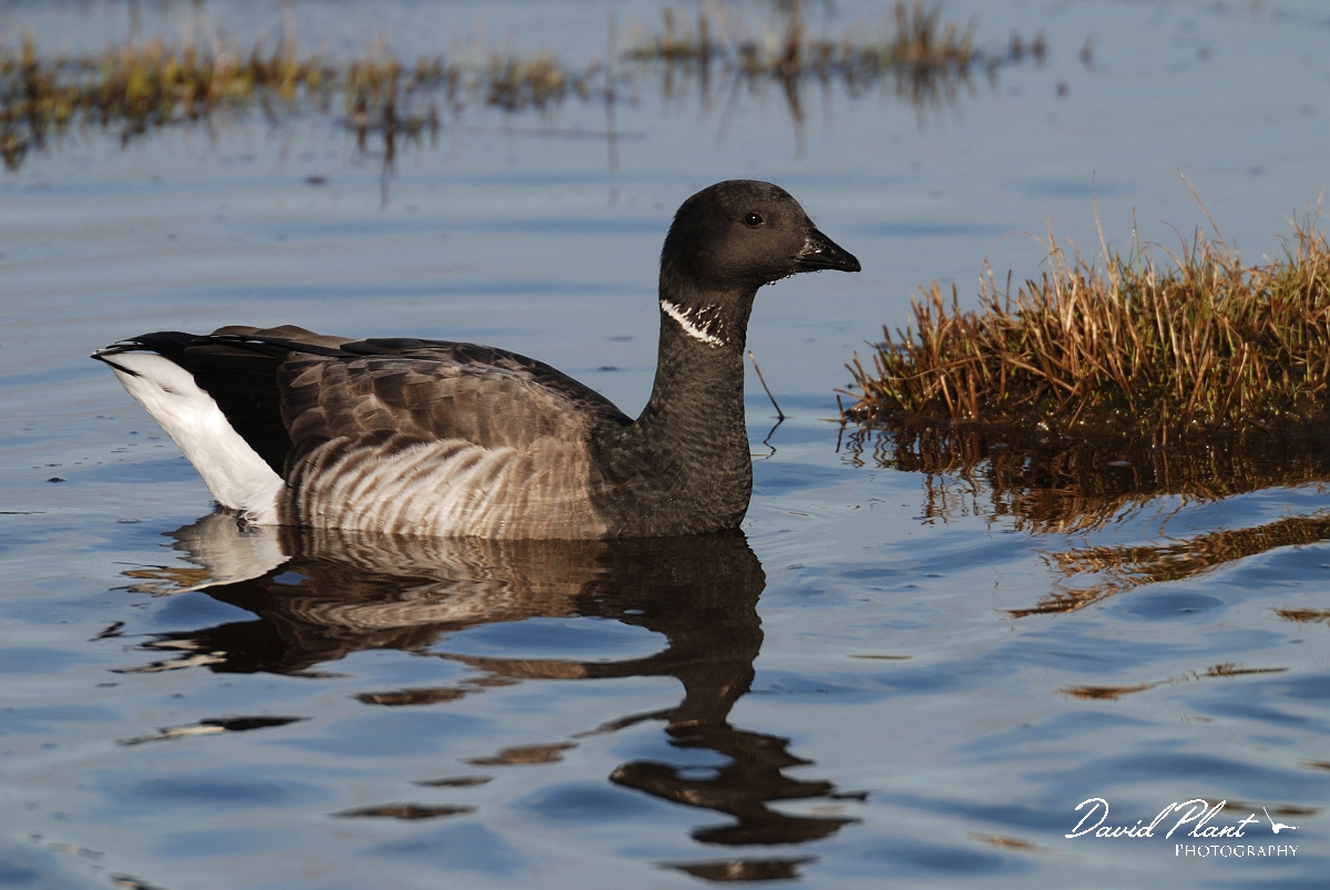David Plant Photography - Wildlife Photography - Brent goose - C.jpg - Brent goose swimming - Hampshire