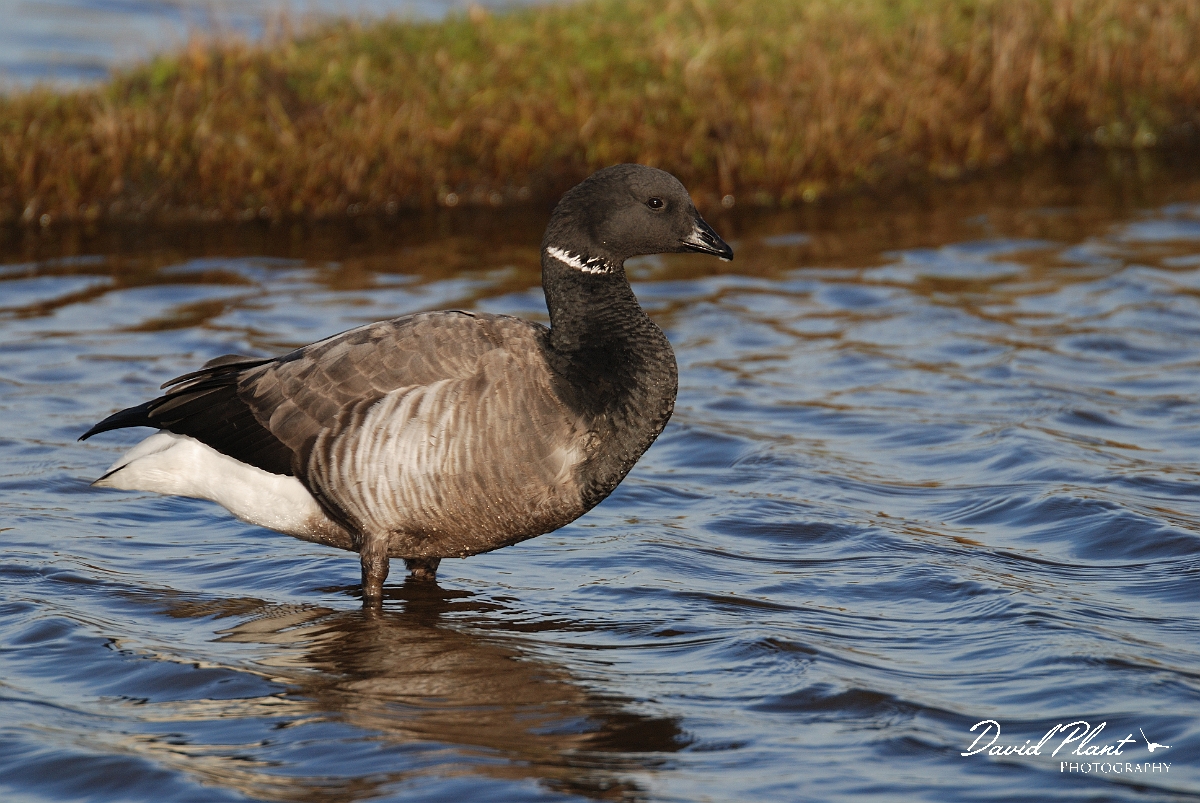 David Plant Photography - Wildlife Photography - Brent goose - D.jpg - Brent goose standing in water - Hampshire