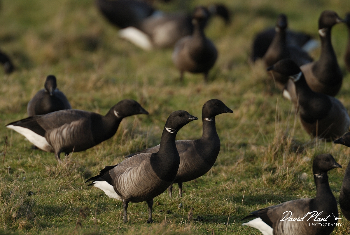 David Plant Photography - Wildlife Photography - Brent goose - F.jpg - Brent goose gaggle - Hampshire