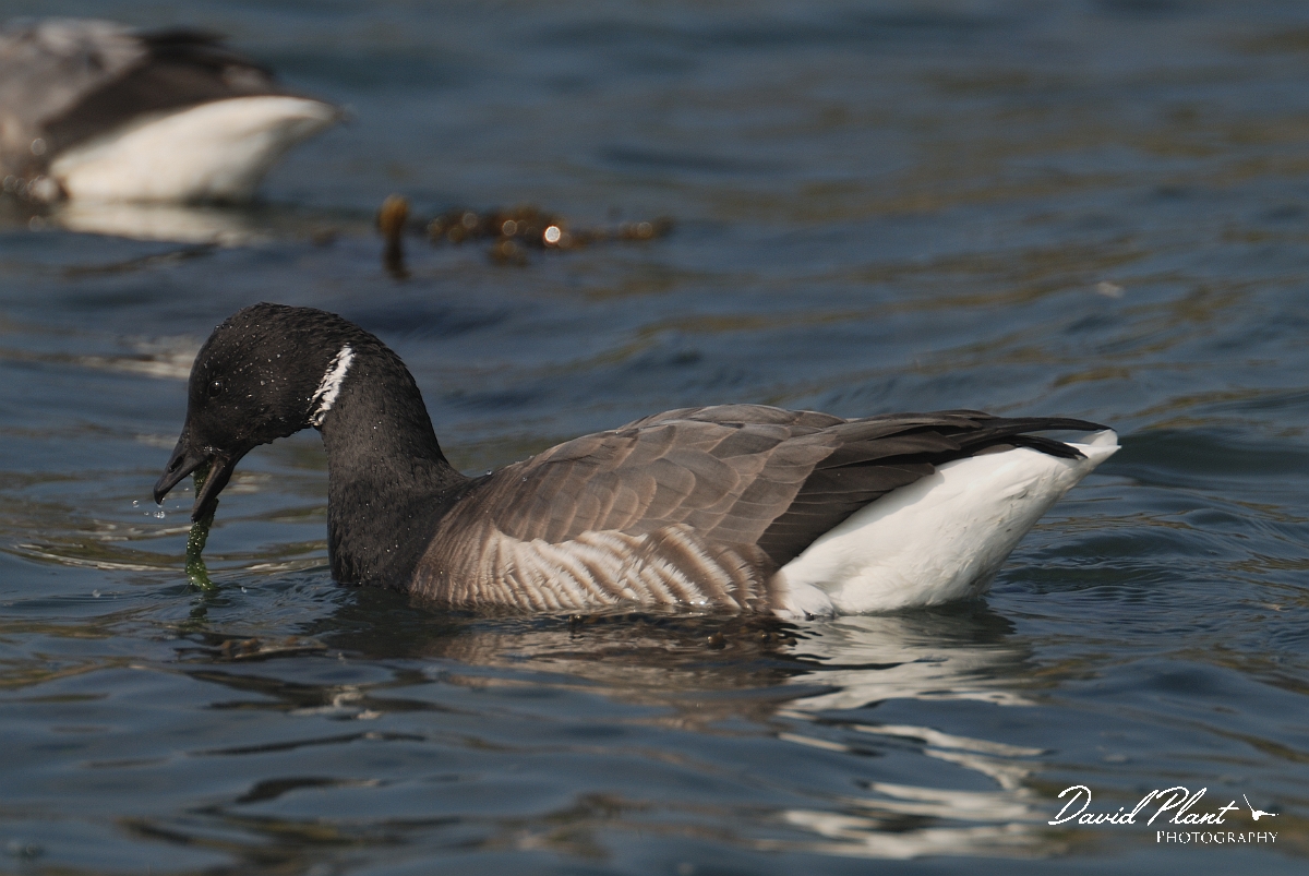 David Plant Photography - Wildlife Photography - Brent goose - G.jpg - Brent goose feeding - Hampshire