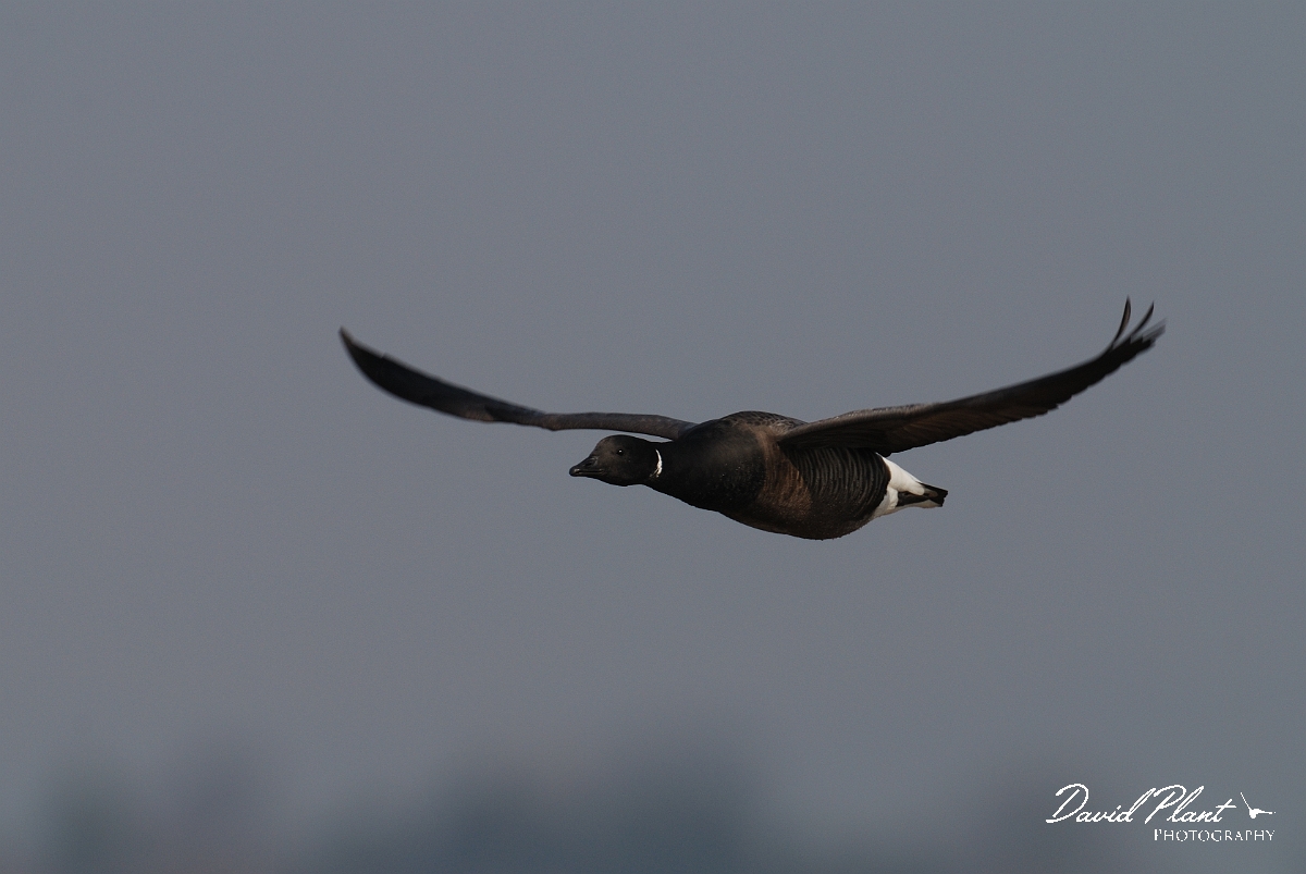David Plant Photography - Wildlife Photography - Brent goose - I.jpg - Brent goose in flight - Hampshire