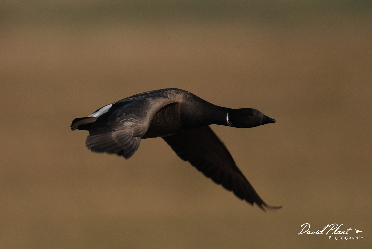 David Plant Photography - Wildlife Photography - Brent goose - J.jpg - Brent goose in flight - Hampshire