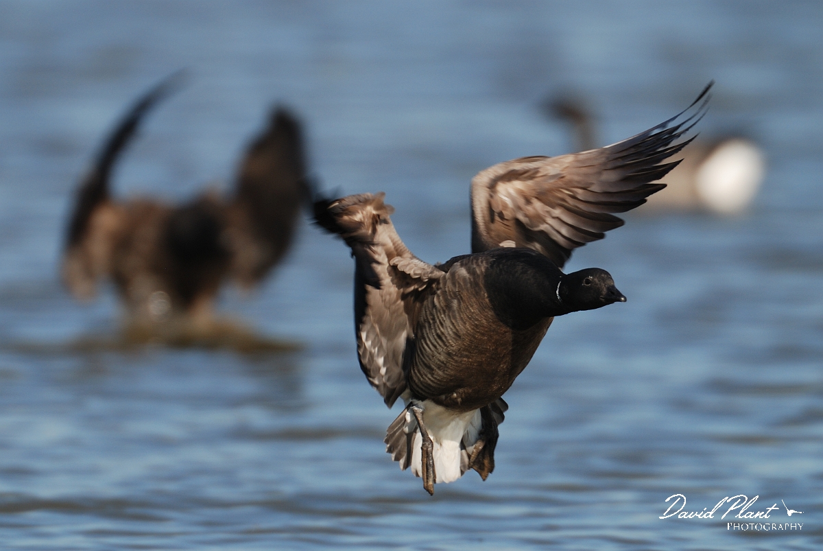 David Plant Photography - Wildlife Photography - Brent goose - K.jpg - Brent goose comming into land - Norfolk