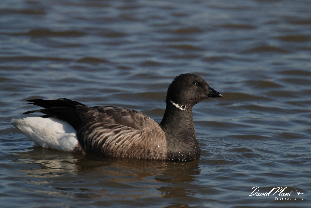 David Plant Photography - Wildlife Photography - Brent goose - L.jpg - Brent goose on water - Norfolk