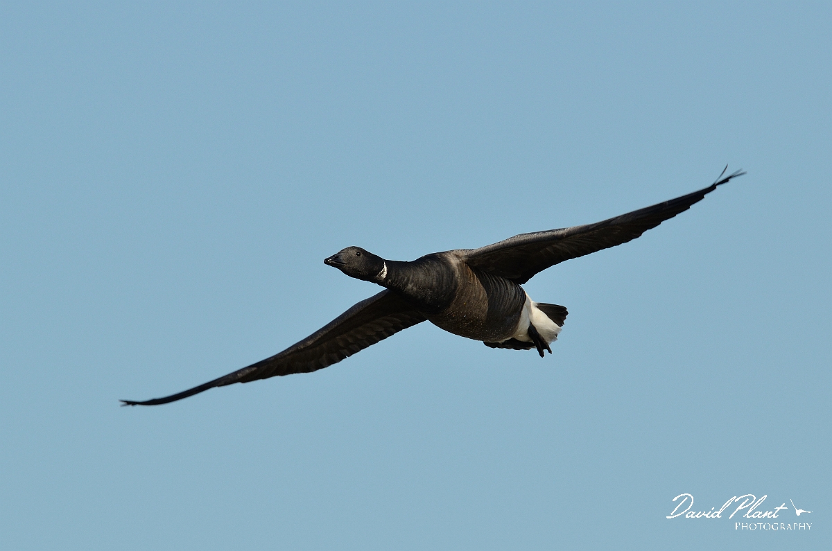 David Plant Photography - Wildlife Photography - Brent goose - M.jpg - Brent goose in level flight  - Norfolk