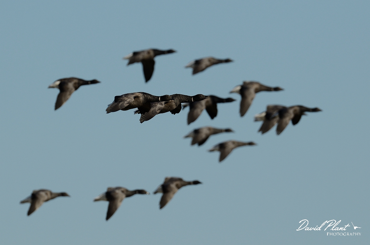 David Plant Photography - Wildlife Photography - Brent goose - N.jpg - Brent goose flock in flight - Norfolk