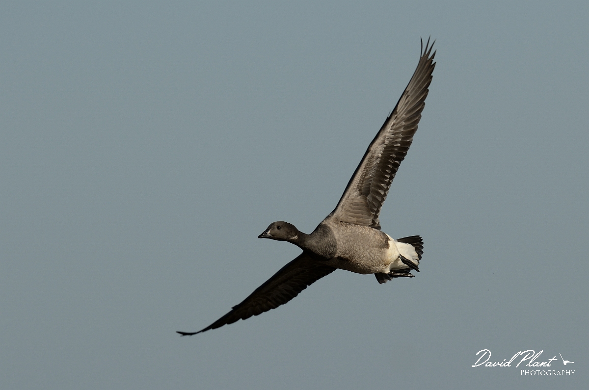 David Plant Photography - Wildlife Photography - Brent goose - O.jpg - Brent goose underwing - Norfolk