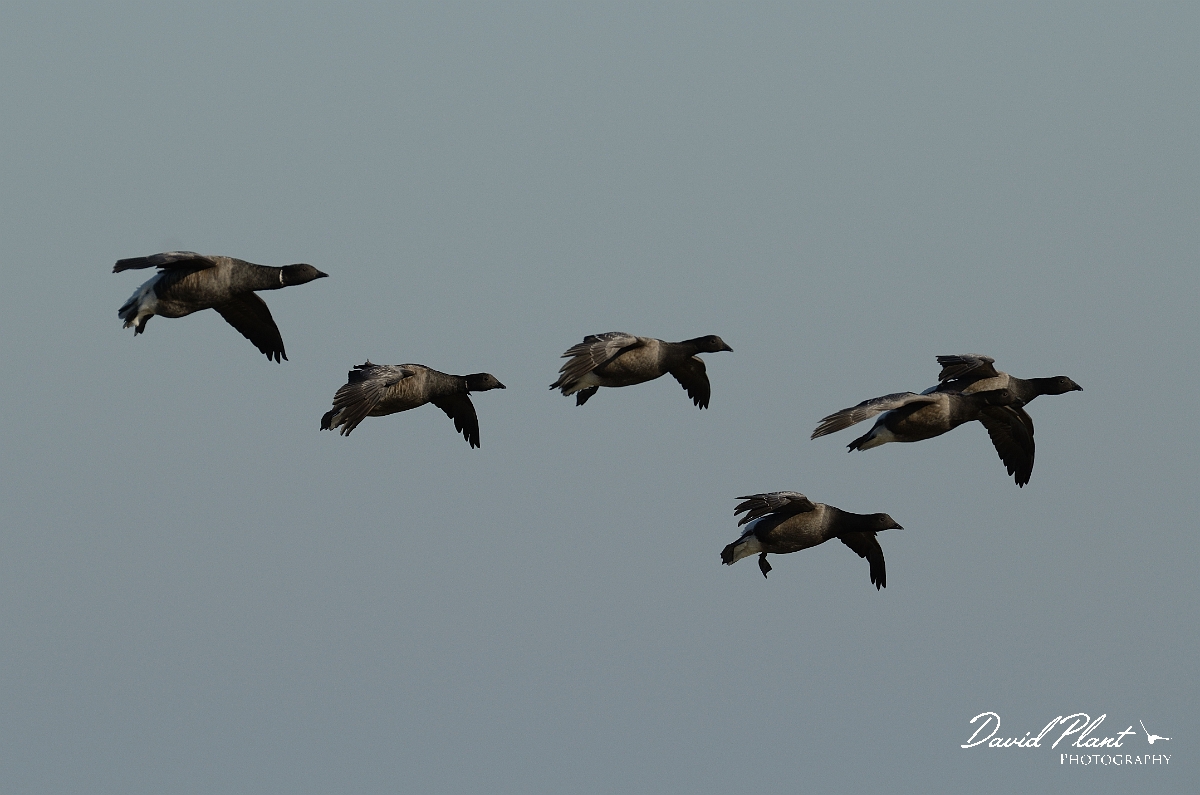 David Plant Photography - Wildlife Photography - Brent goose - Q.jpg - Brent goose family coming into land - Norfolk