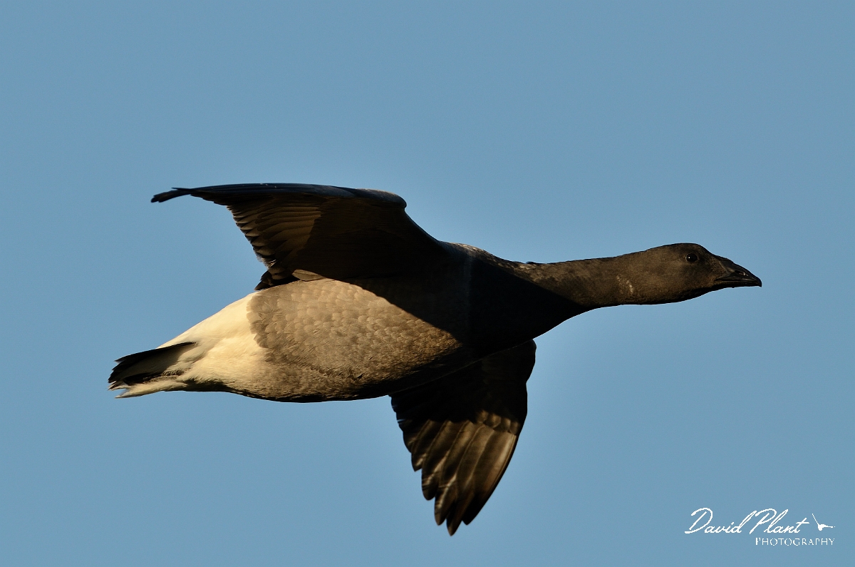 David Plant Photography - Wildlife Photography - Brent goose - R.jpg - Brent goose close-up in flight - Norfolk