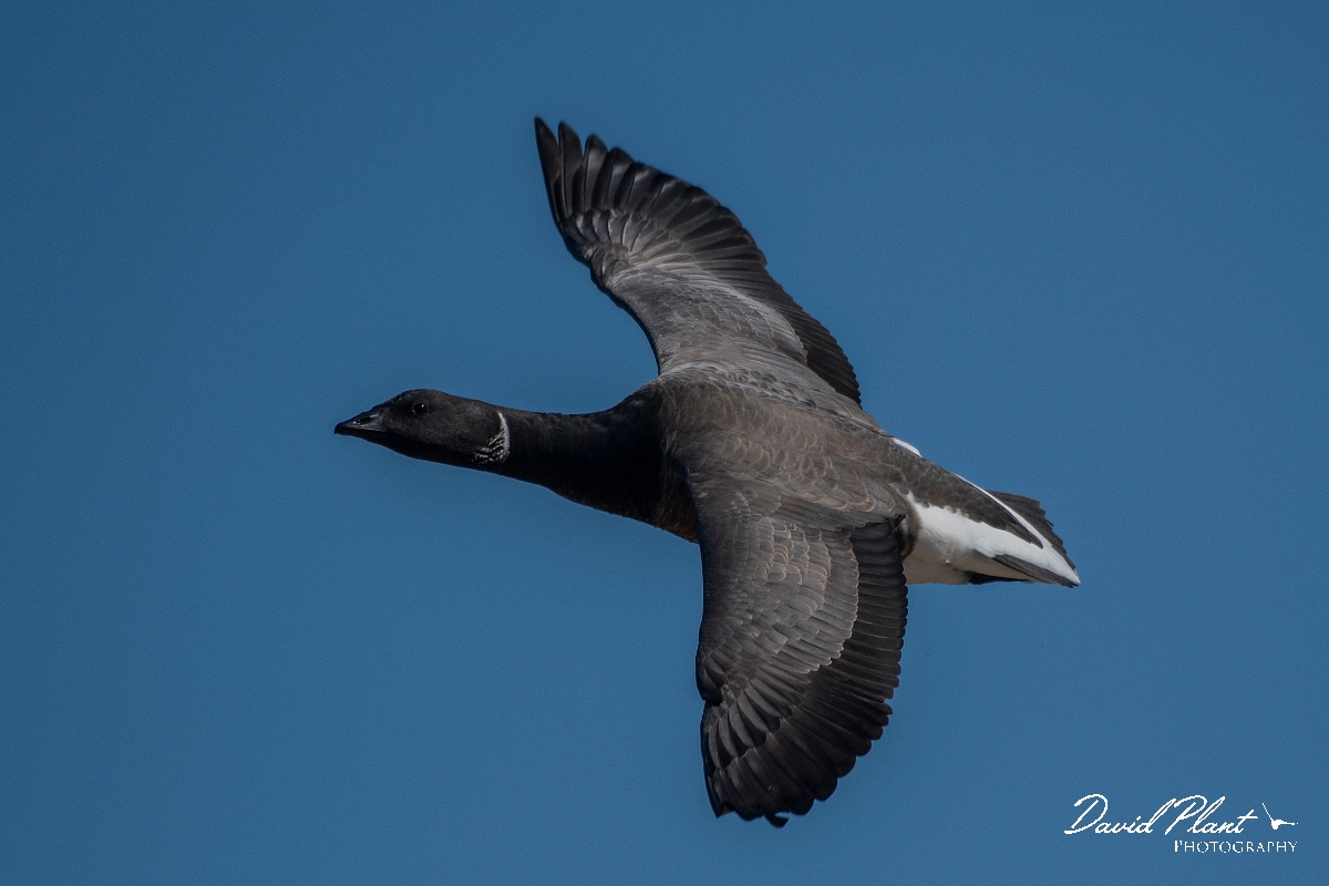 David Plant Photography - Wildlife Photography - Brent goose - T.JPG - Brent goose in flight - Norfolk