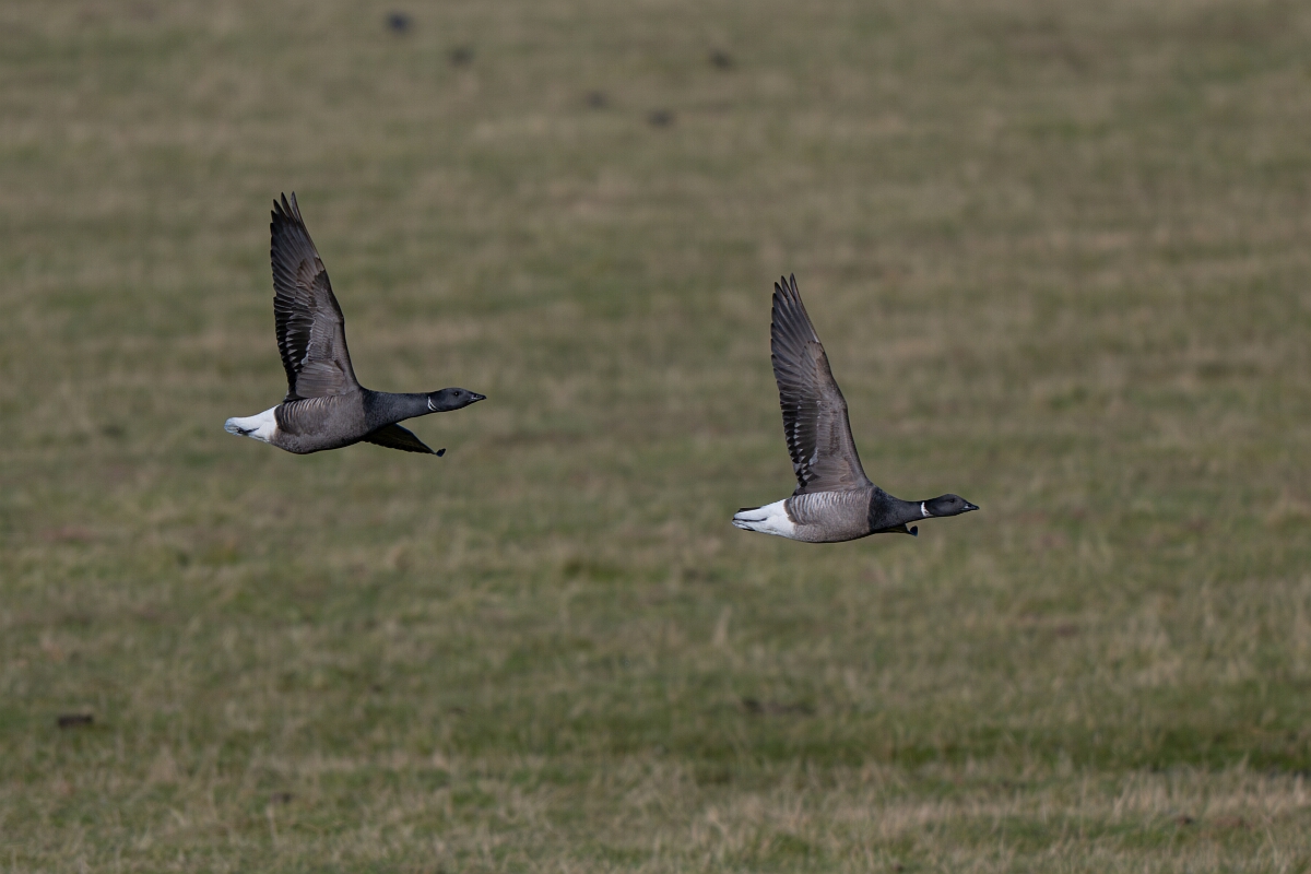 David Plant Photography - Wildlife Photography - Brent goose - U.jpg - Brent goose in flight - Essex