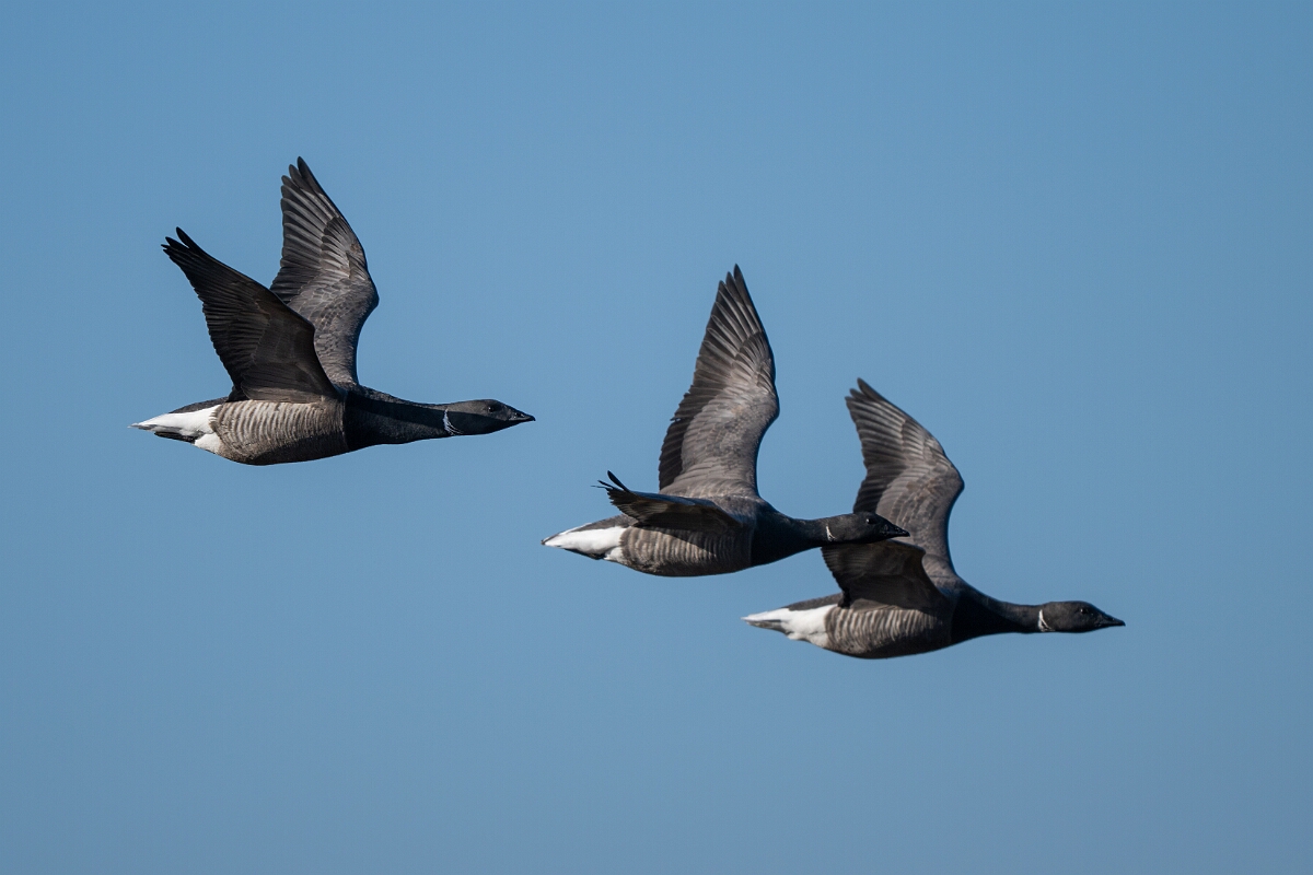 David Plant Photography - Wildlife Photography - Brent goose - V.jpg - Brent goose in flight - Essex