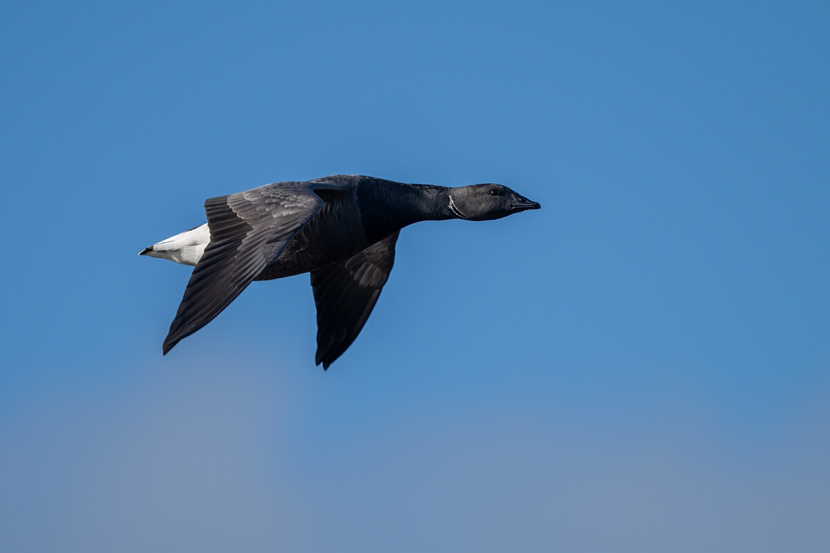 David Plant Photography - Wildlife Photography - Brent goose - Y.jpg - Brent goose in flight - Essex