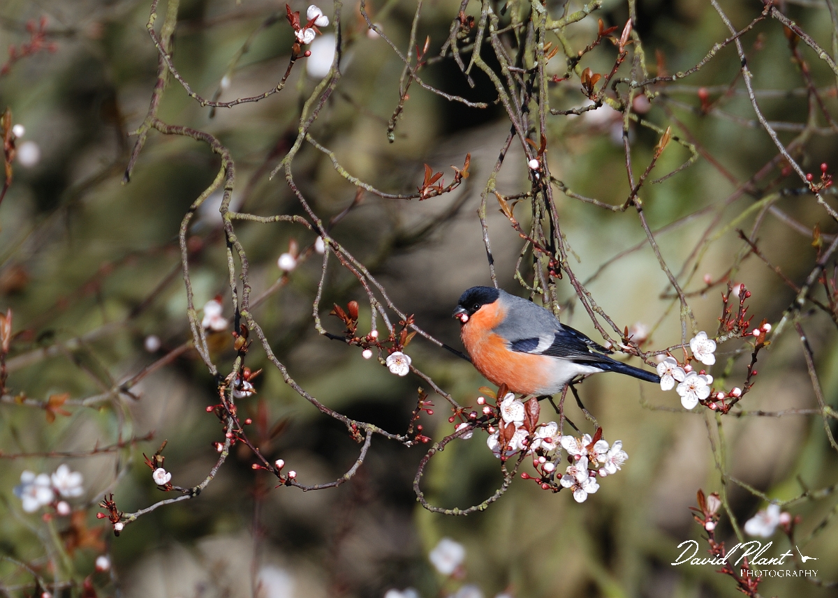 David Plant Photography - Wildlife Photographer - Bullfinch - A.jpg - Bullfinch, male on flowering cherry - Gloucestershire