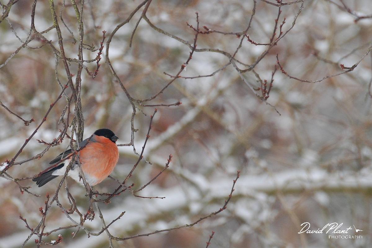 David Plant Photography - Wildlife Photographer - Bullfinch - C.jpg - Bullfinch, male in the snow - Gloucestershire