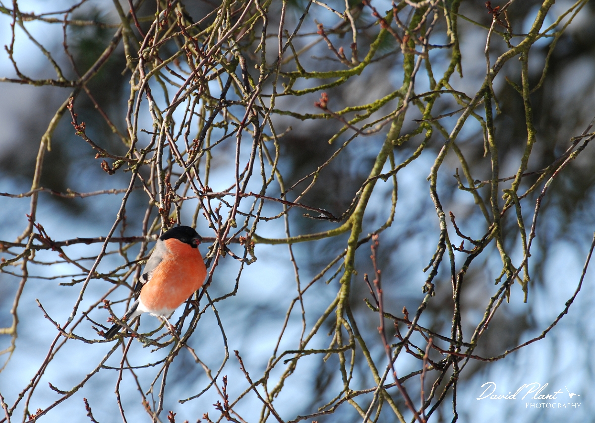 David Plant Photography - Wildlife Photographer - Bullfinch - D.jpg - Bullfinch - Gloucestershire