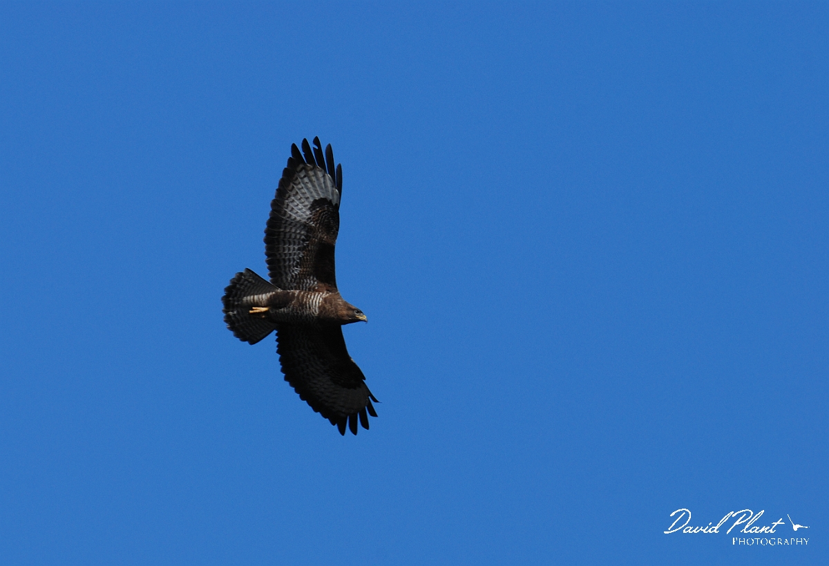 David Plant Photography - Wildlife Photographer - Buzzard - A.jpg - Buzzard - Forest of Dean